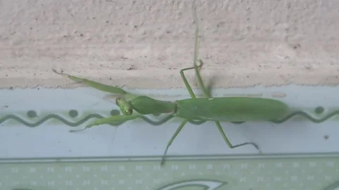 Green mantis crawling on the floor Stock Footage 70607784