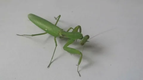 Green mantis crawling Stock Footage 70607811