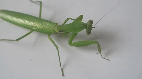 Green mantis crawling with long wings Stock Footage 70607630