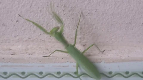 Green mantis crawling on the wall Stock Footage 70607625