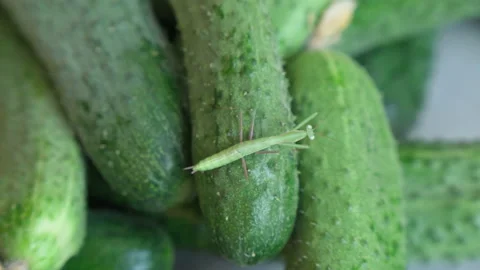 Green mantis crawls on freshly picked cucumbers in garden. Focus in foregroun Stock Footage 200991503