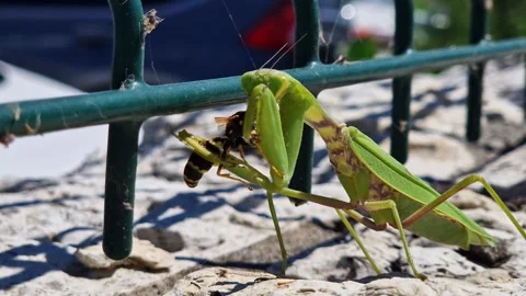 Green mantis eating a wasp, close-up Video stock 342988524