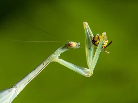 Green mantis eats a Bee Photos
