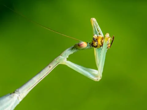 Green mantis eats a Bee Stock-Fotos
