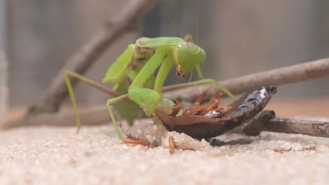 The Green Mantis Engaging in its Feeding Behavior on an Insect Found in its Stock Footage 318413750