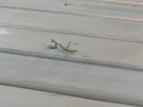 Green Mantis Exploring a Wooden Surface Under Warm Sunlight Stock Photos