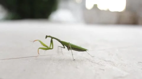 Green mantis 스톡 동영상 40523923