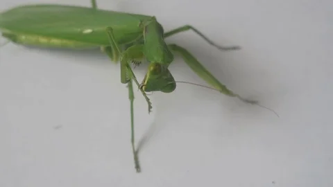 Green mantis Stock Footage 70688133