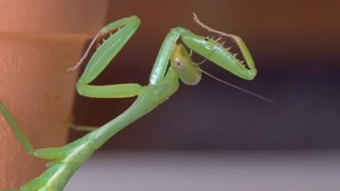 Green mantis Stock-Footage 272181379