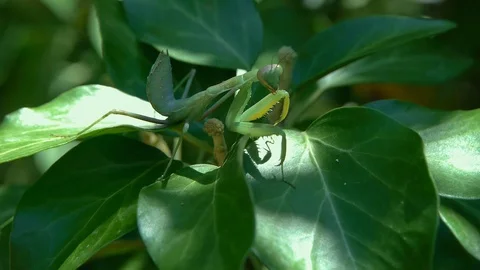 Green Mantis on fresh leaves Stock Footage 95962580