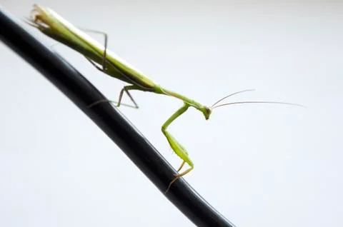 Green mantis on a light background Stock Photos