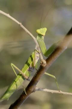 Green mantis looking into the camera in its natural setting Stock Photos