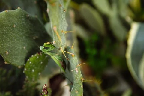 Green mantis is looking for prey on a cactus Foto stock