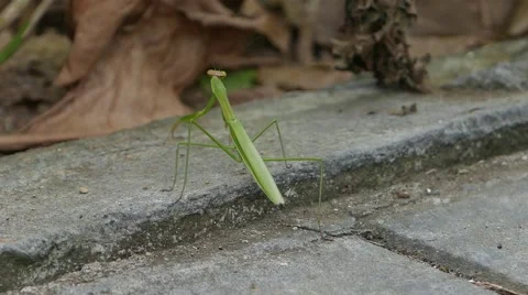 Green mantis on the nature close up 動画素材 64627982