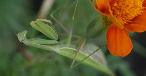 Green Mantis is Not Moving Praying Mantis Mantis Religiosa Is Sitting On The Stock Footage 53829975