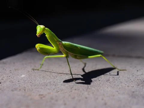 Green mantis on a pavement Foto stock
