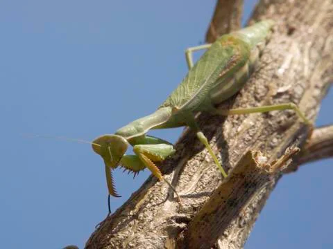 Green mantis Stock Photos