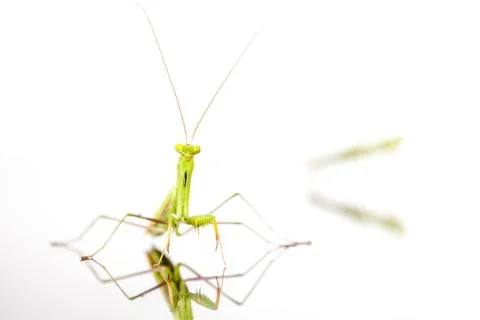 The Green Mantis Stock Photos