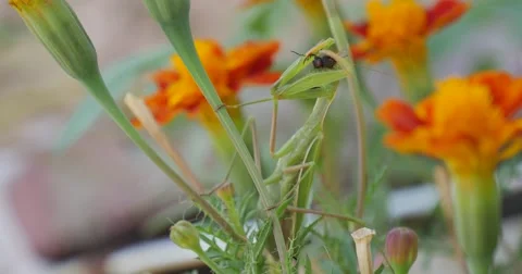 Green Mantis Praying Mantis Mantis Religiosa Is Sitting On The Marigold Orange Stock Footage 53830644
