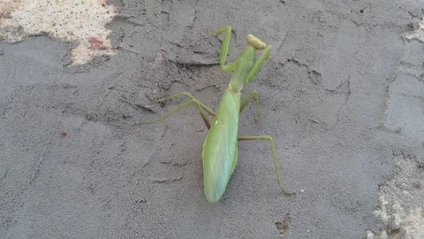 Green Mantis Religiosa On The Wall Close Up - Crimea , Russia Stock Footage 83284792
