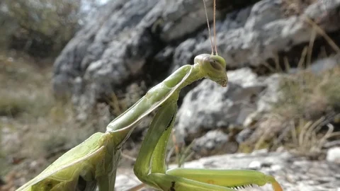 Green mantis on rocks 1080 Stock Footage 105963923