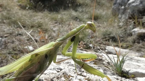 Green mantis on rocks and dried grass 1080 Stock Footage 105963924