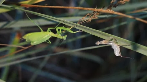 The green mantis sheds its old skin Stock Footage 279557237
