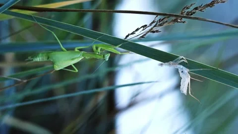 The green mantis sheds its old skin Stock Footage 279557248