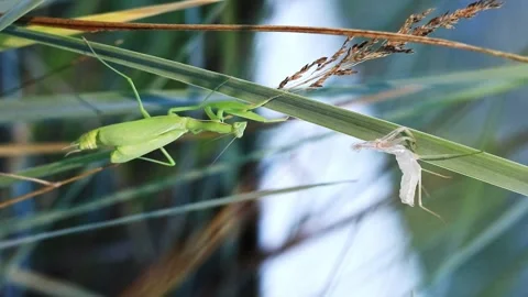 The green mantis sheds its old skin Stock Footage 279557252