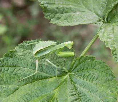 Green mantis on a sheet Stock Photos