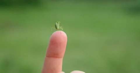 Green mantis sits on a finger Stock Footage 156865514