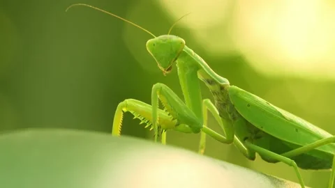 Green mantis sits on a leaf, wiggles its antennae and sways (Close-up) Stock Footage 140933765
