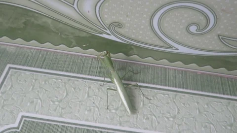 Green mantis on a tiled floor Stock Footage 70572422