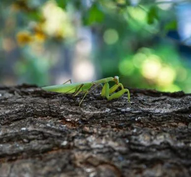Green mantis on a tree trunk 스톡 사진