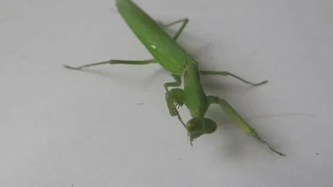 Green mantis on a white background Stock Footage 70607814