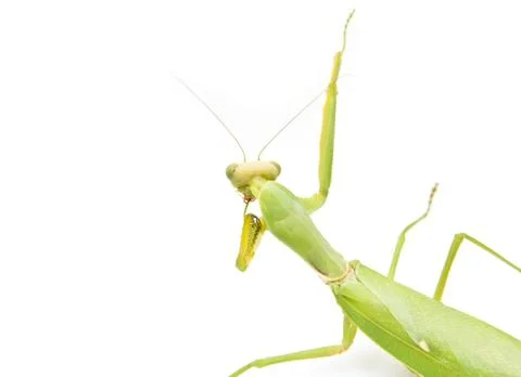 Green mantis on a white background Stock Photos