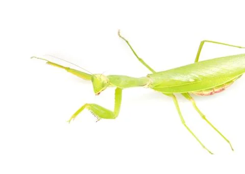 Green mantis on a white background Stock Photos