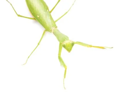 Green mantis on a white background Stock Photos