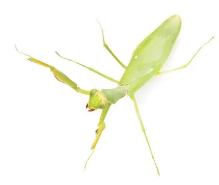 Green mantis on a white background Stock Photos