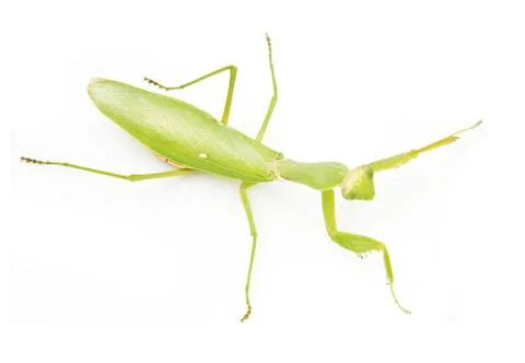 Green mantis on a white background Stock Photos