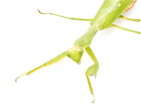 Green mantis on a white background Stock Photos