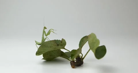 Green mantis wiggles its belly Stock Footage 160719405