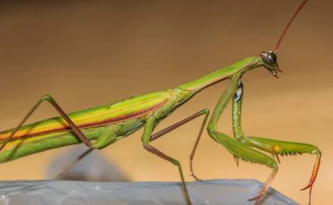 Green mantisseen from side Stock Photos