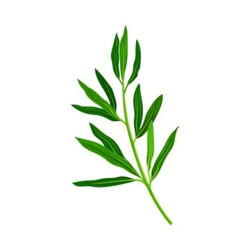 Green Manuka or Tea Tree Branch with Small Leaves with Spine Tip Vector Stock Illustration