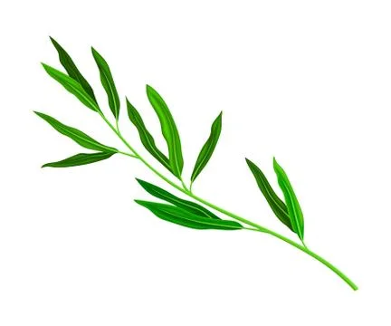 Green Manuka or Tea Tree Branch with Small Leaves with Spine Tip Vector Stock Illustration