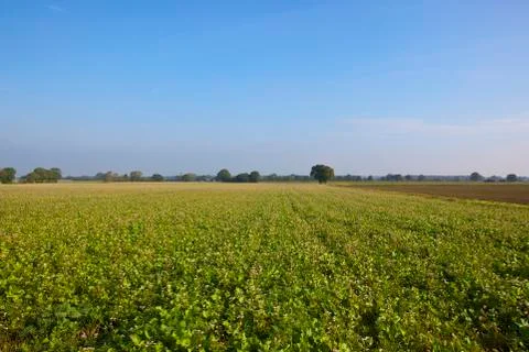 Green manure crop Stock Photos