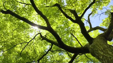Green  maple and sunlight filtering through the leaves Stock Footage 302690372