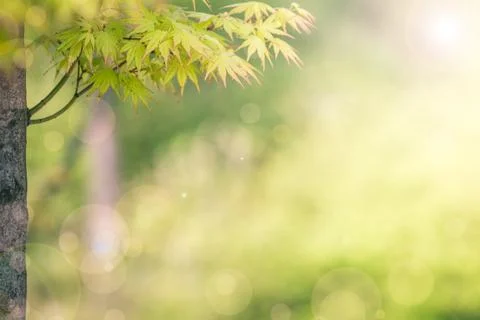 Green maple for backgrounds or for text. Stock-Fotos