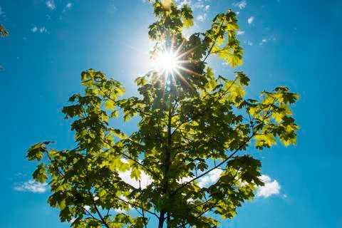 Green maple on blue sky background Stock Photos