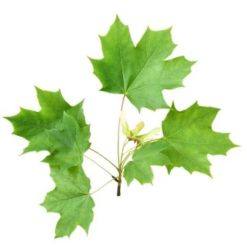 Green maple branch 写真素材